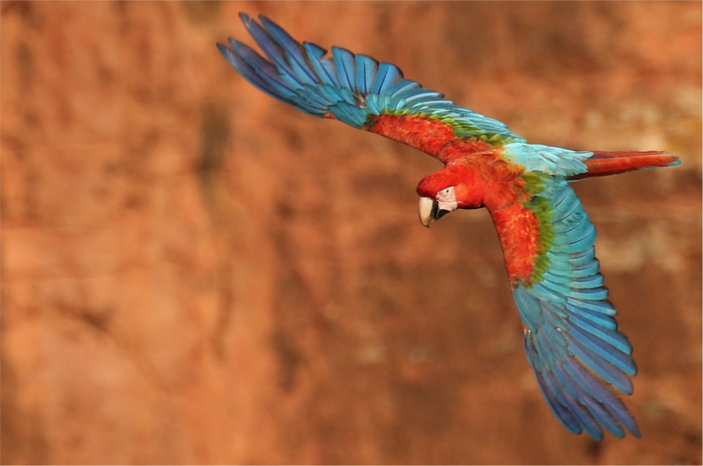 Contribución del Ecoturismo a la Conservación del Guacamayo Rojo (Arara-Vermelha) en una Reserva de Brasil